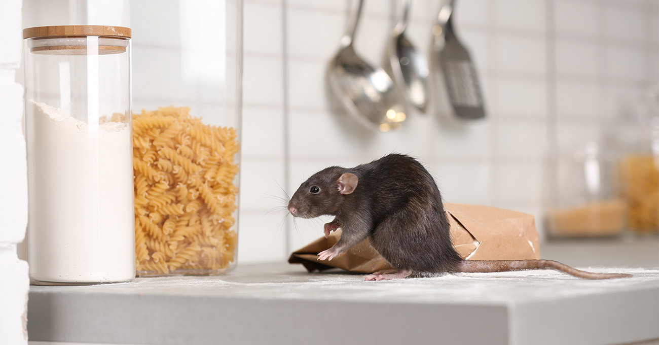 une souris attiré par de la nourriture